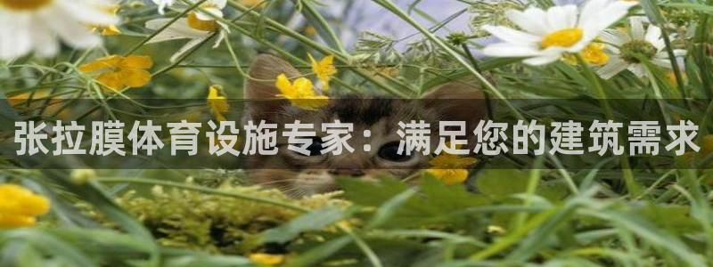 意昂集团官网：张拉膜体育设施专家：满足您的建筑需求